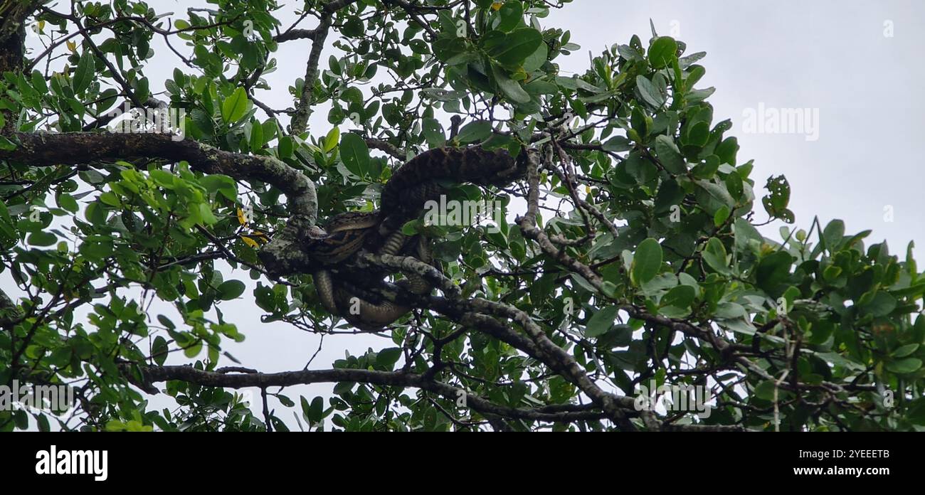 Australian Scrub Python (Simalia kinghorni) Banque D'Images