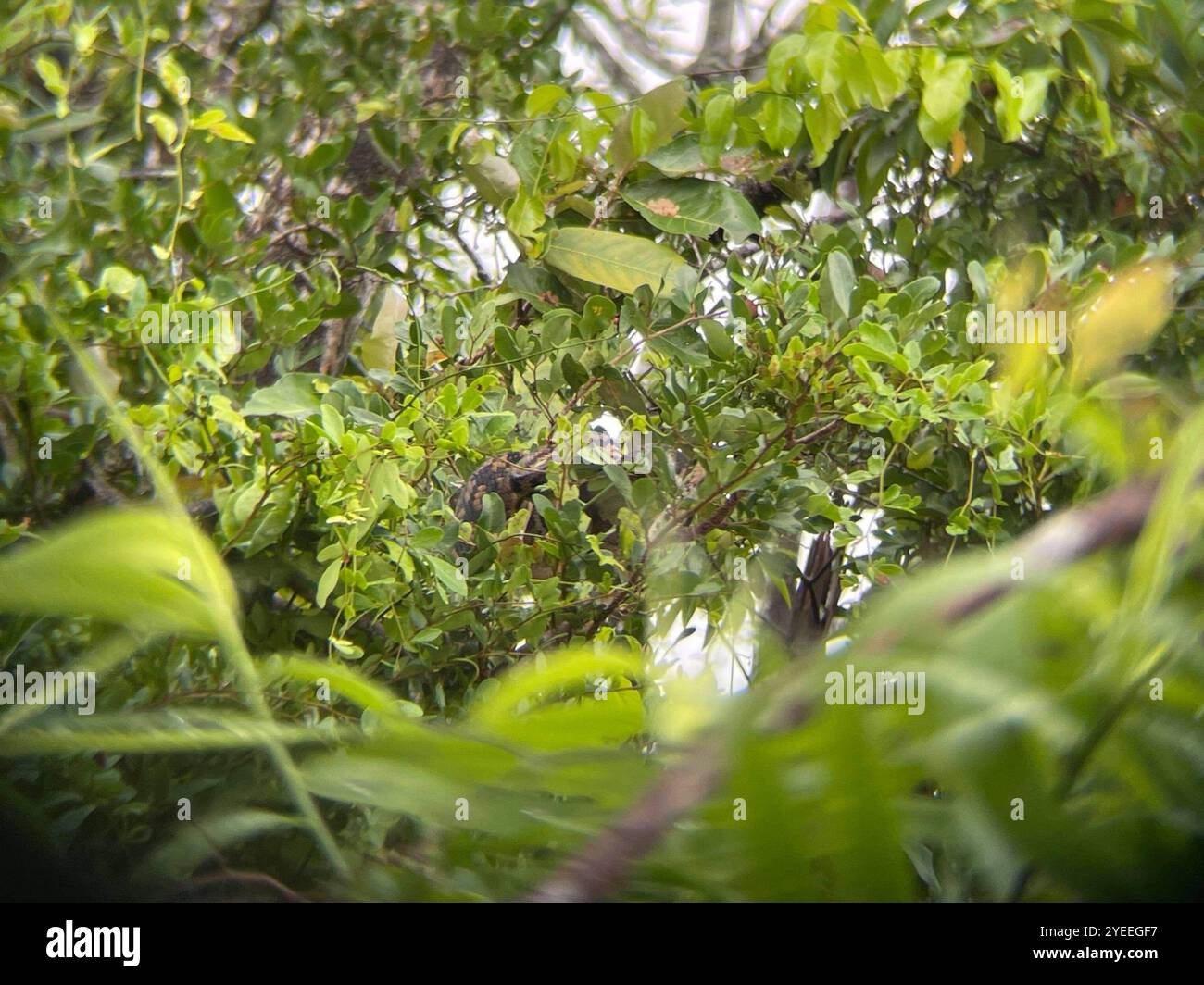 Australian Scrub Python (Simalia kinghorni) Banque D'Images