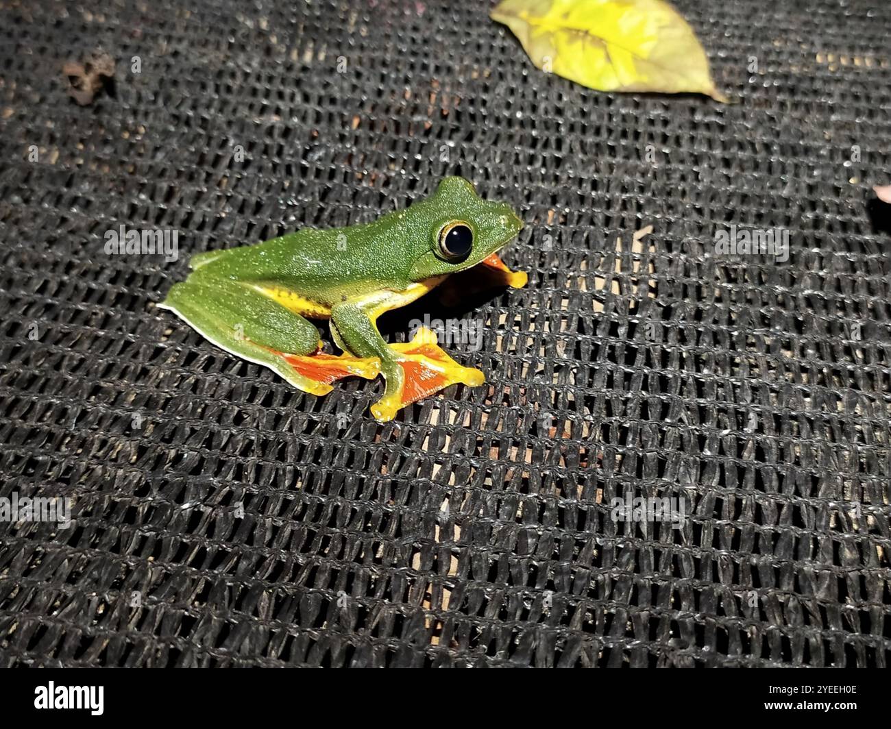 Grenouille volante Malabar (Rhacophorus malabaricus) Banque D'Images