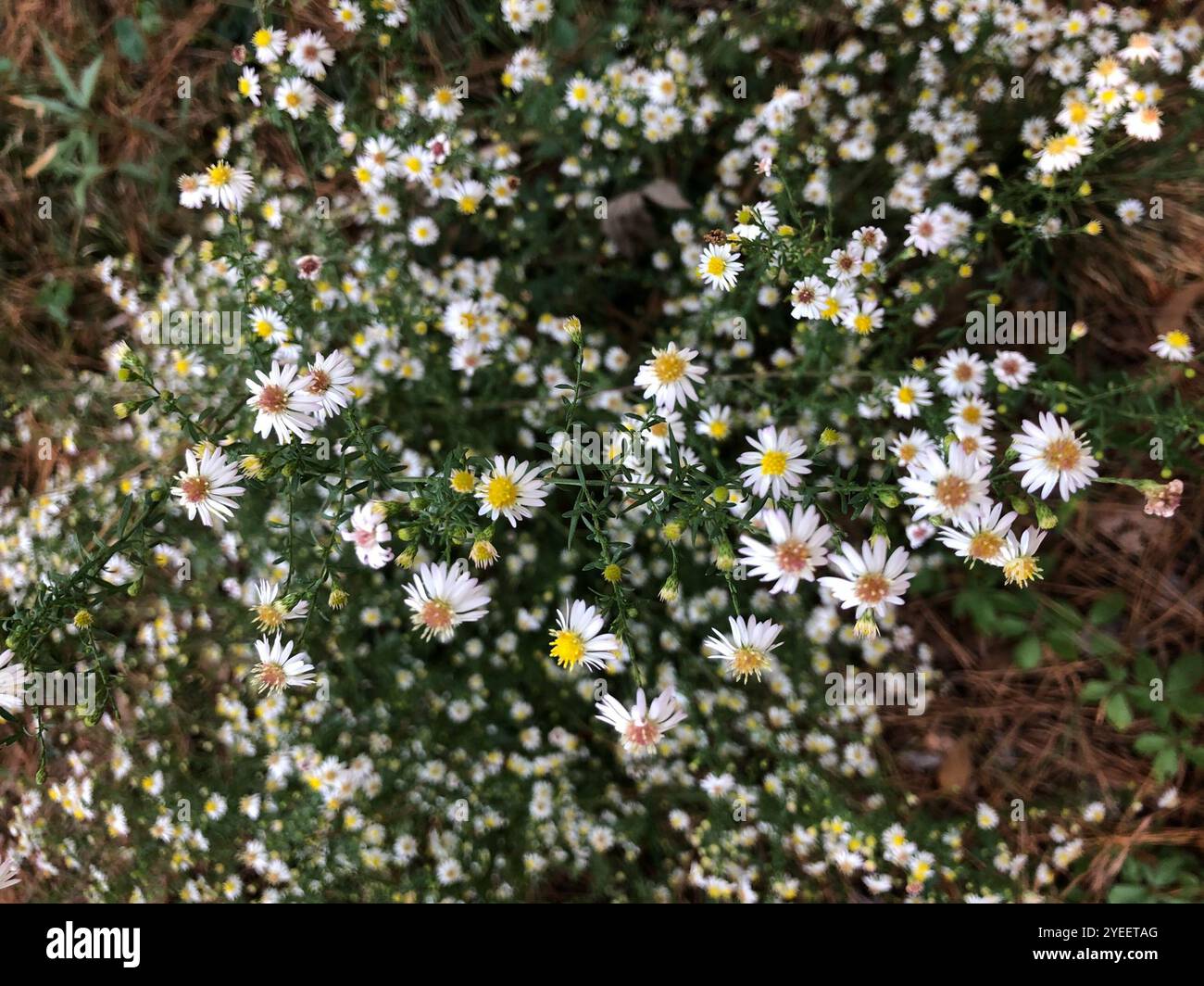 Petit aster blanc (Symphyotrichum racemosum) Banque D'Images