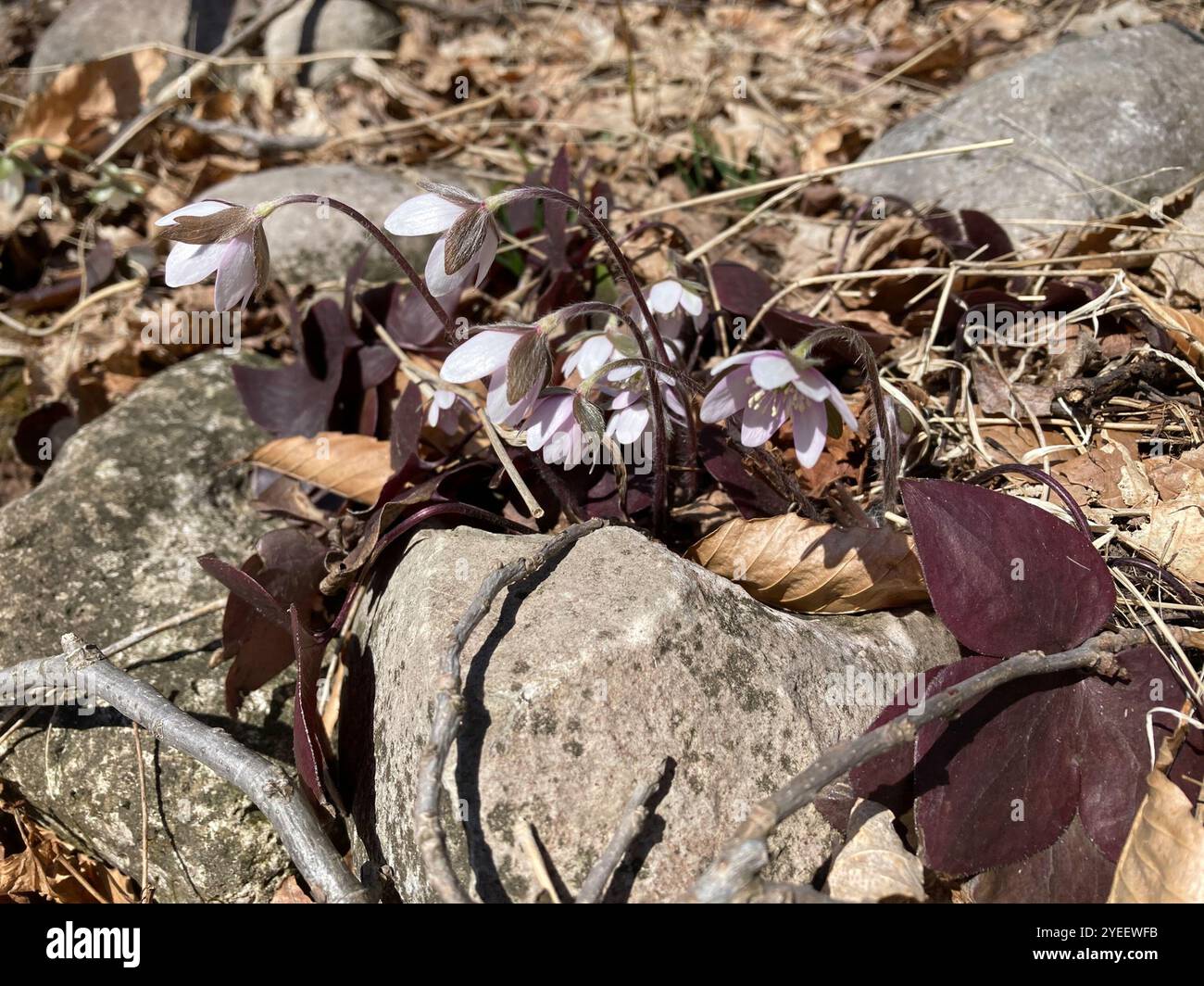 Hepatica acutilobée (hepatica acutiloba) Banque D'Images