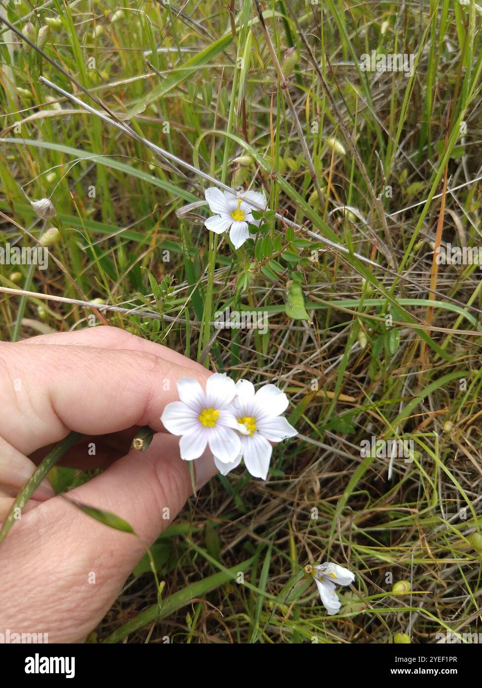 Herbe aux yeux bleus de l'ouest (Sisyrinchium bellum) Banque D'Images