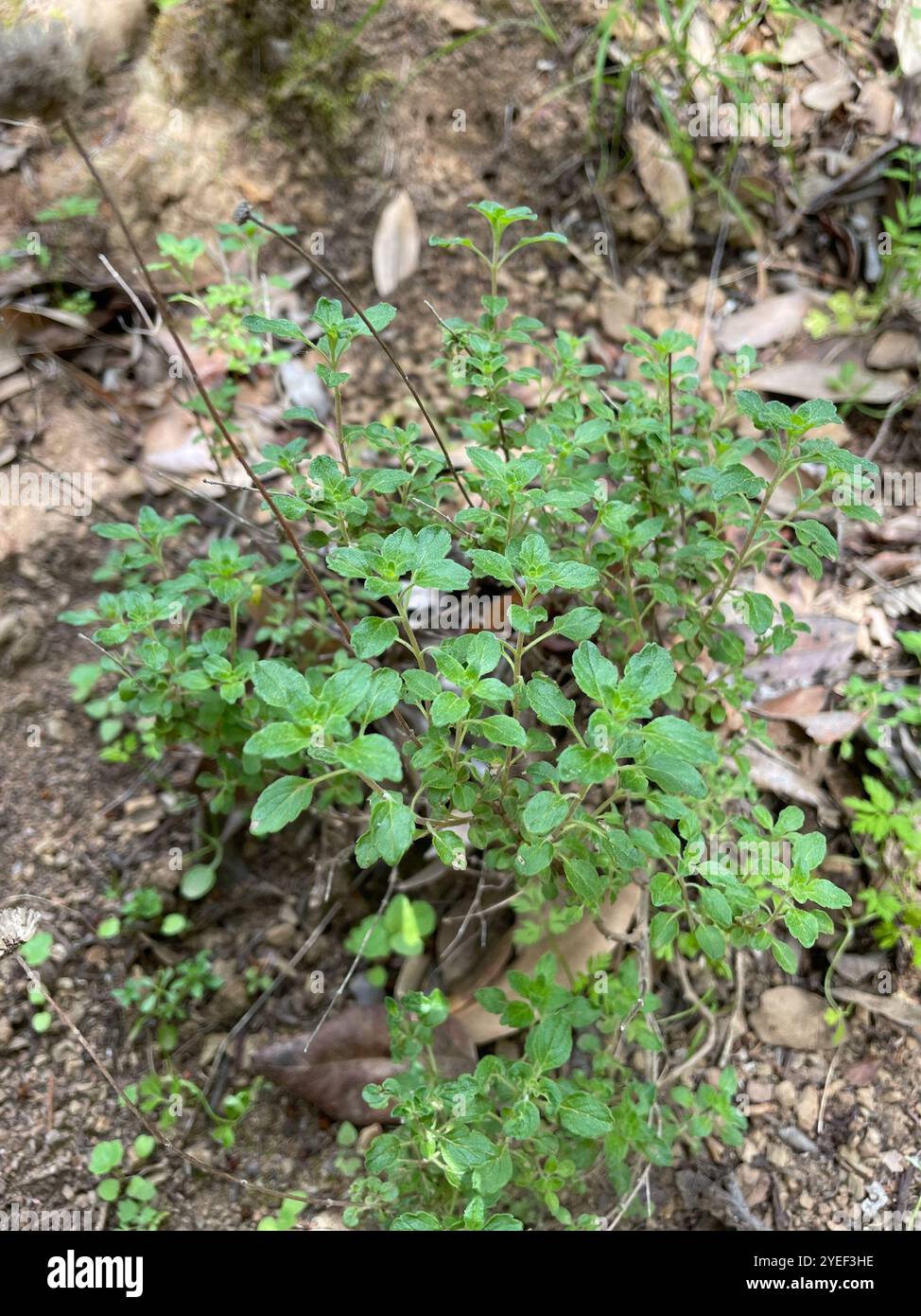 Menthe coyote (Monardella villosa) Banque D'Images