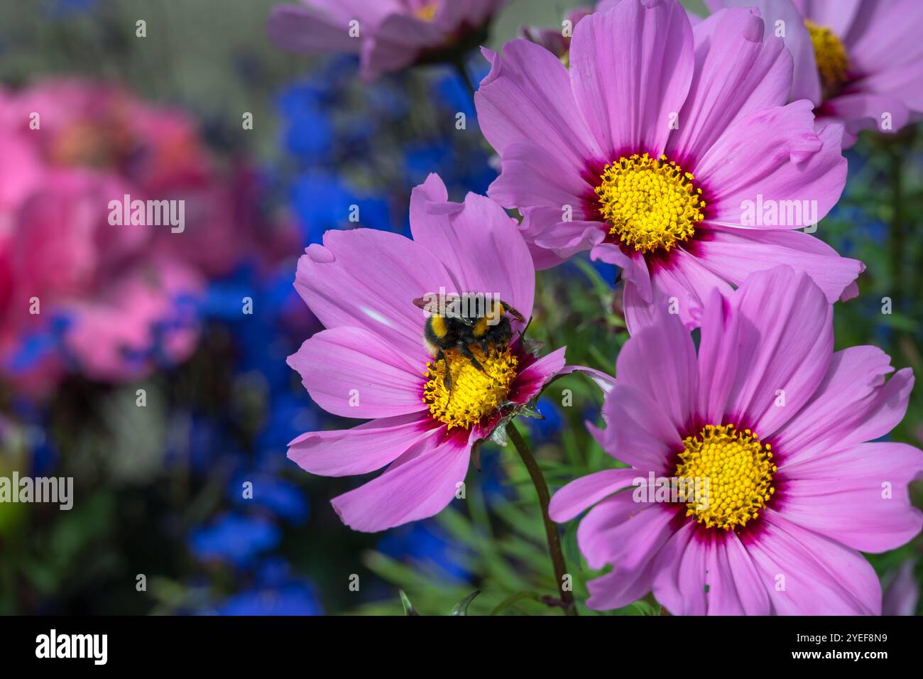 Bourdon sur une fleur de cosmos rose en été Banque D'Images