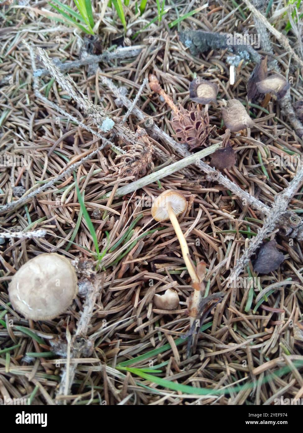 Casquette Sprucecone (Strobilurus esculentus) Banque D'Images
