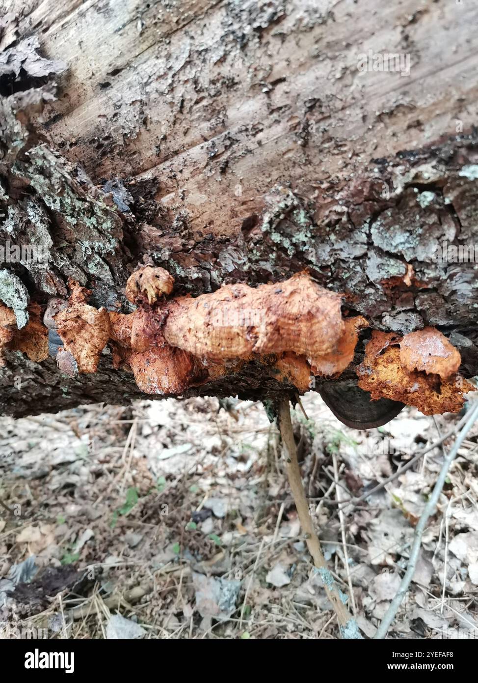 (Pycnoporellus fulgens) Banque D'Images