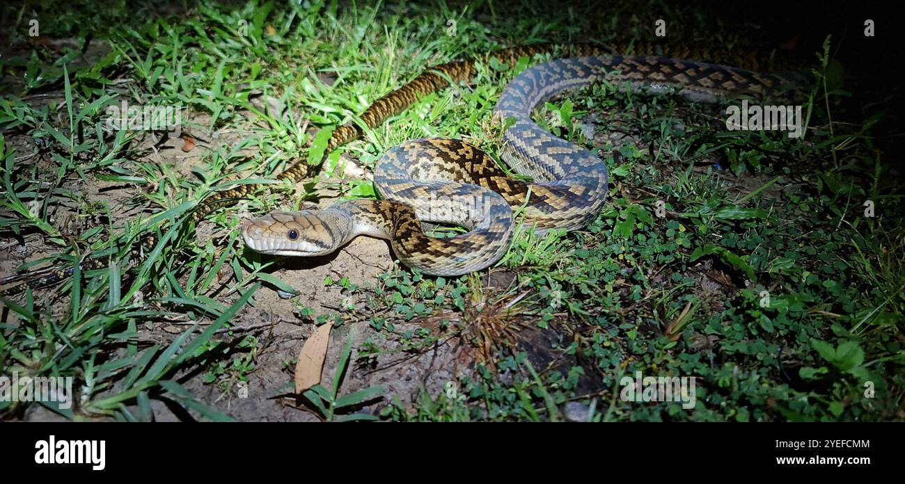 Australian Scrub Python (Simalia kinghorni) Banque D'Images