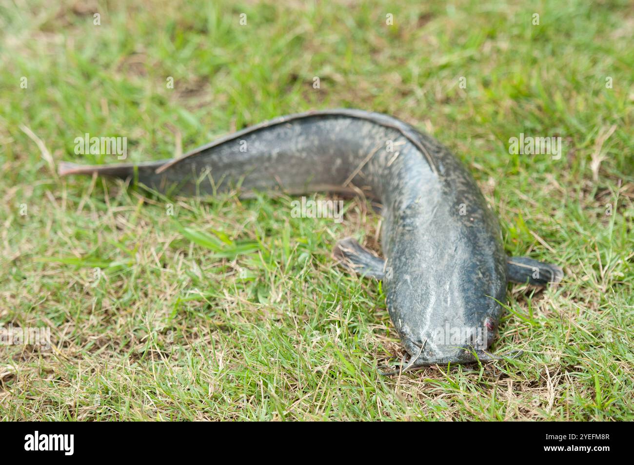 Poisson-chat à dents aiguës (Clarias gariepinus) Banque D'Images