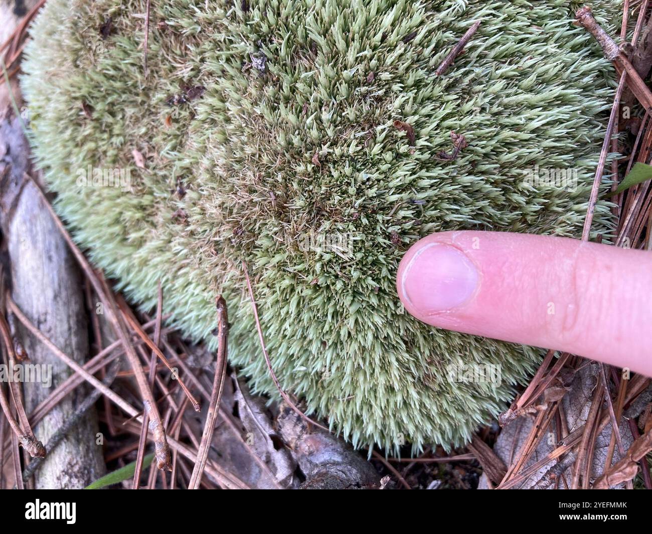 Mousse de coussin d'épingle (Leucobryum glaucum) Banque D'Images