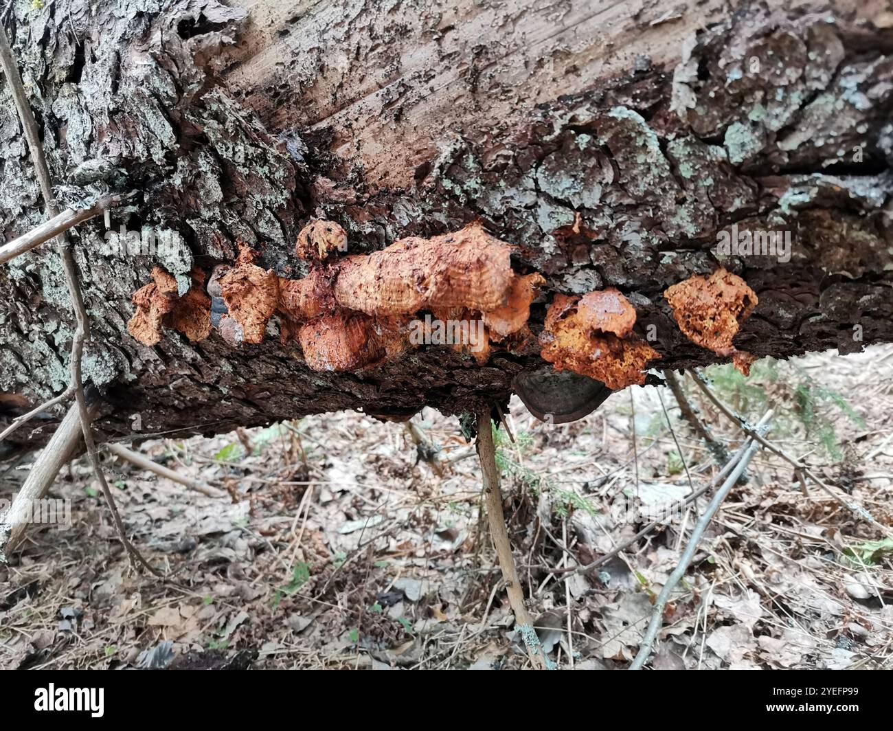 (Pycnoporellus fulgens) Banque D'Images