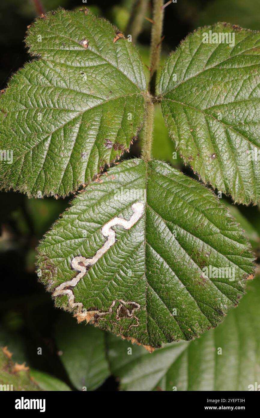 Golden Pigmy (Stigmella aurella) Banque D'Images