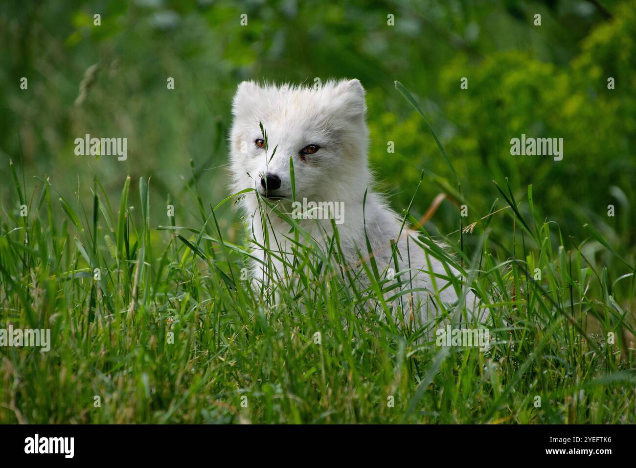 Un renard arctique en été. Banque D'Images