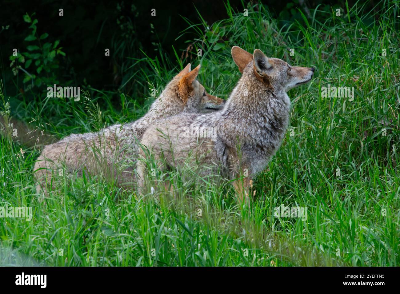 Une paire de coyotes. Banque D'Images