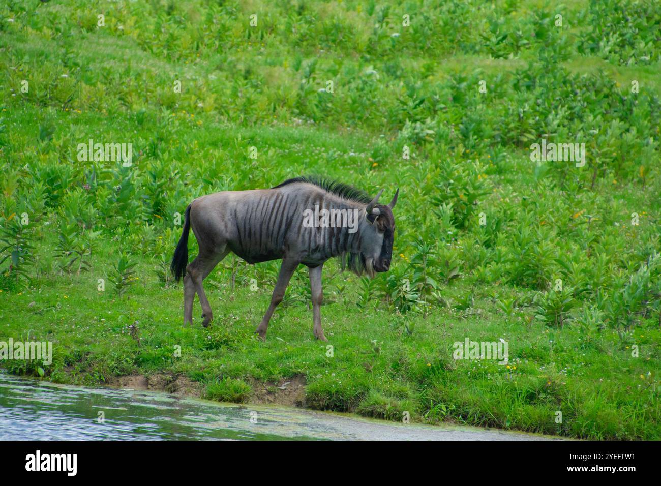 Un GNU solitaire. Banque D'Images