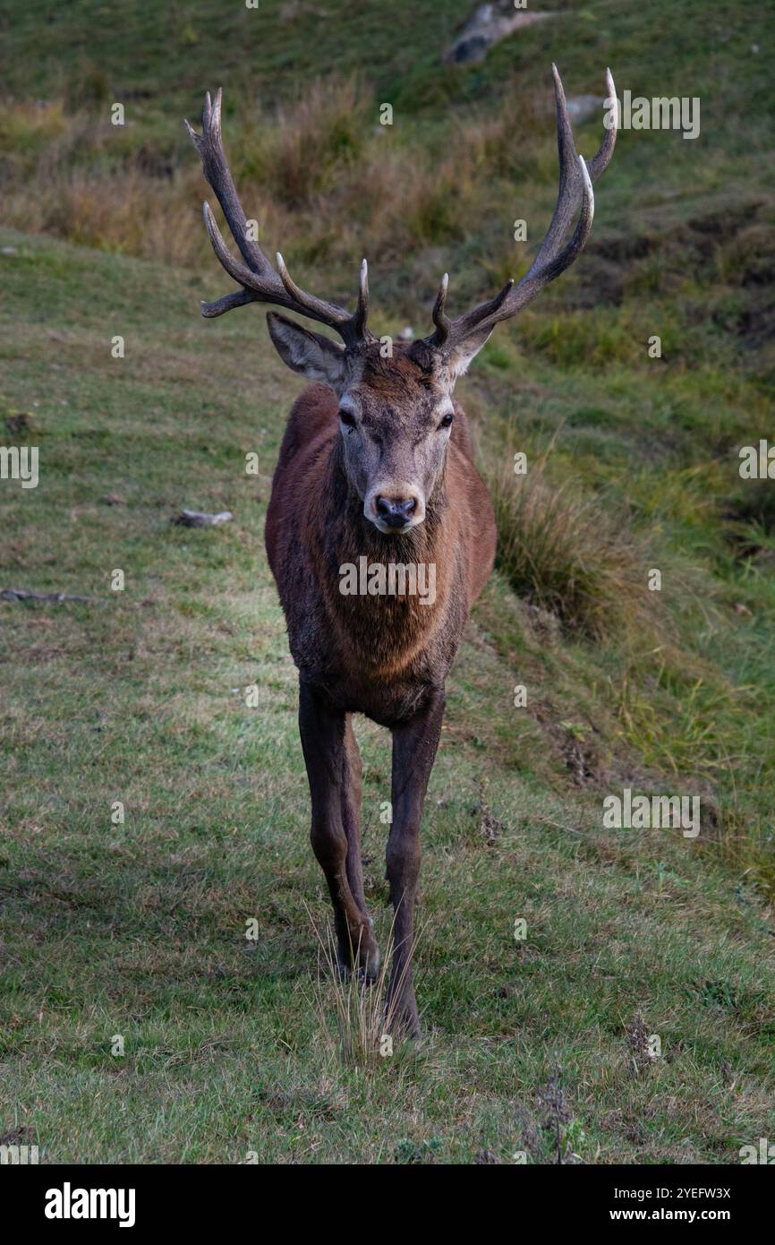Un cerf Red Deer en automne. Banque D'Images