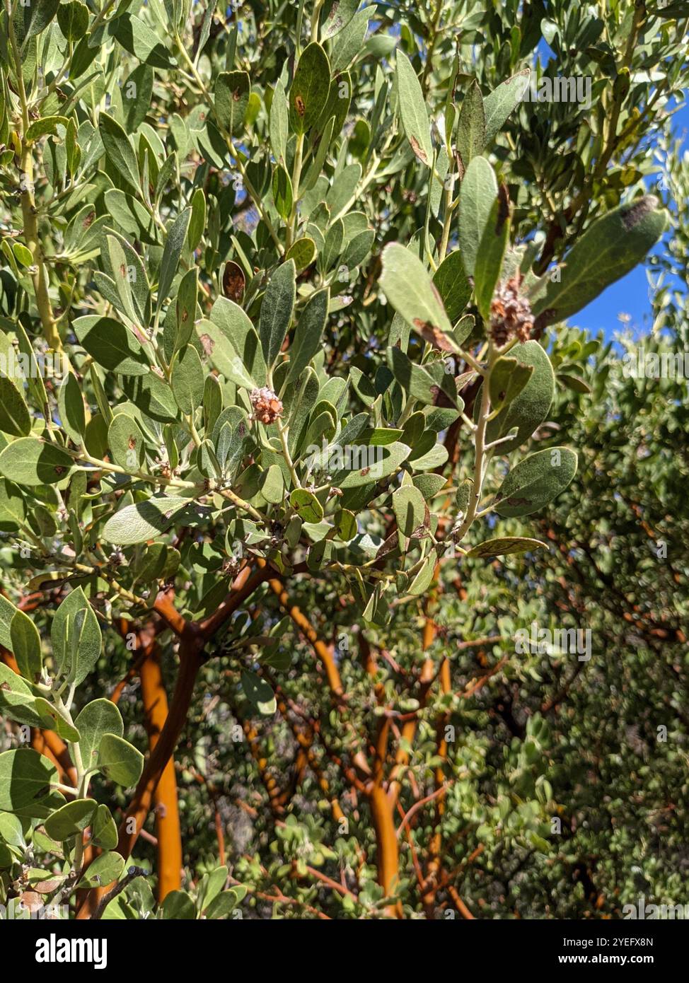 Manzanita à feuilles pointues (Arctostaphylos pungens) Banque D'Images