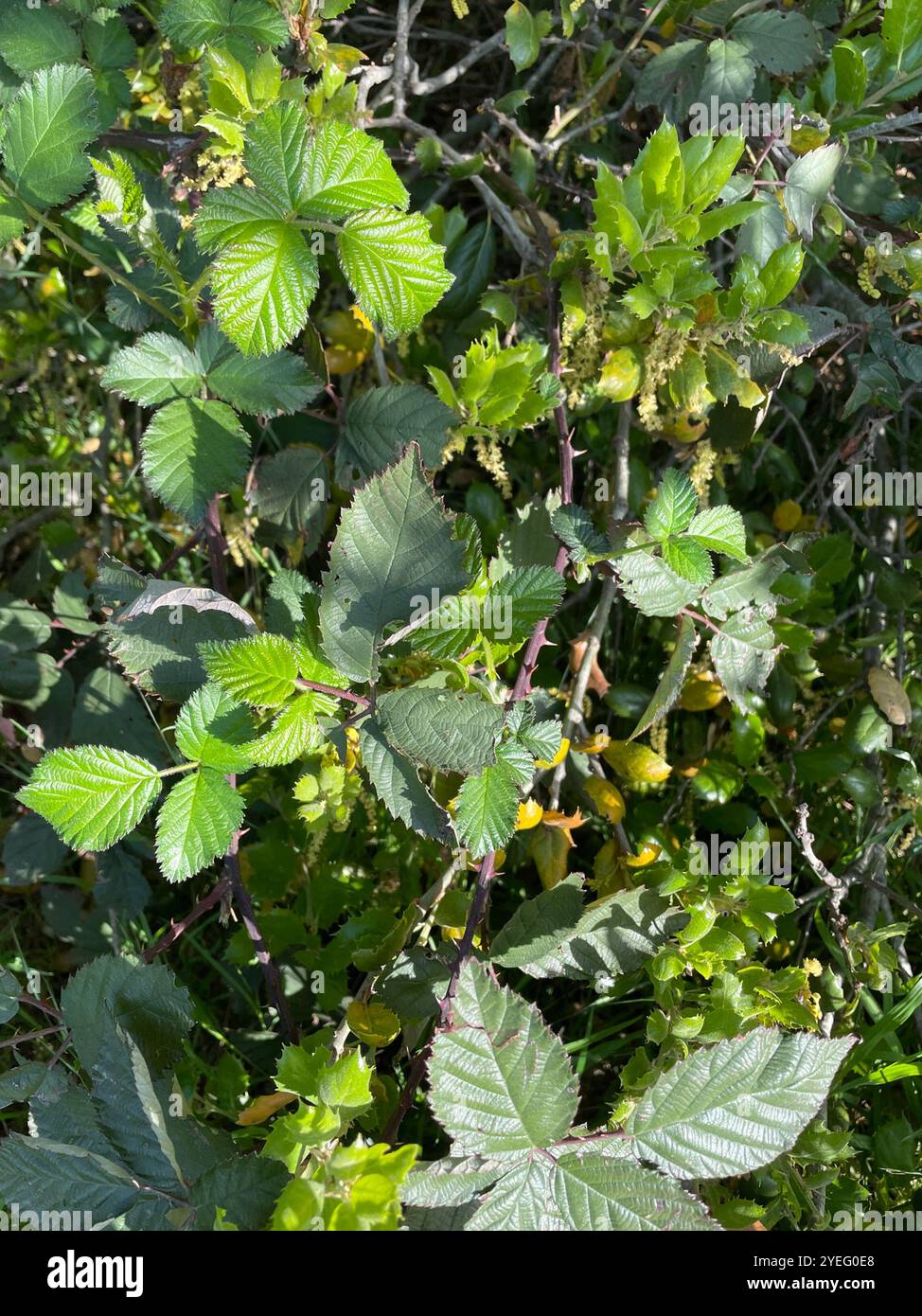 Mûre arménienne (Rubus armeniacus) Banque D'Images