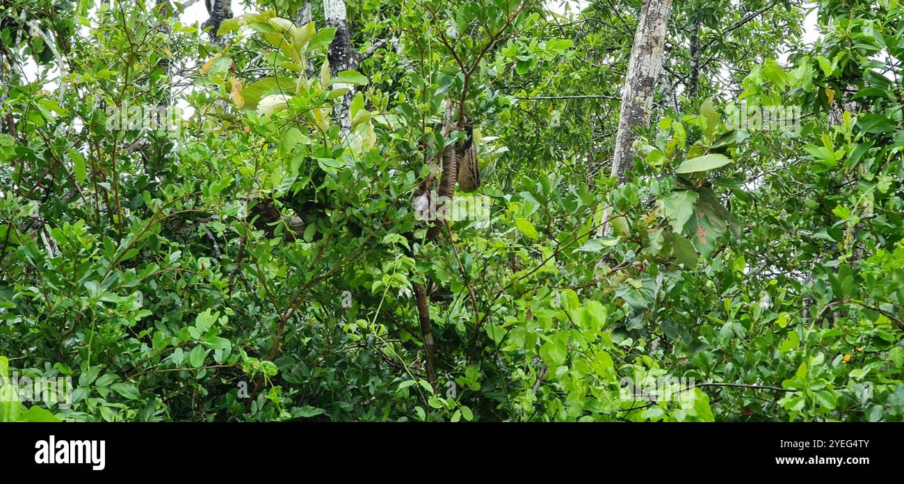 Australian Scrub Python (Simalia kinghorni) Banque D'Images