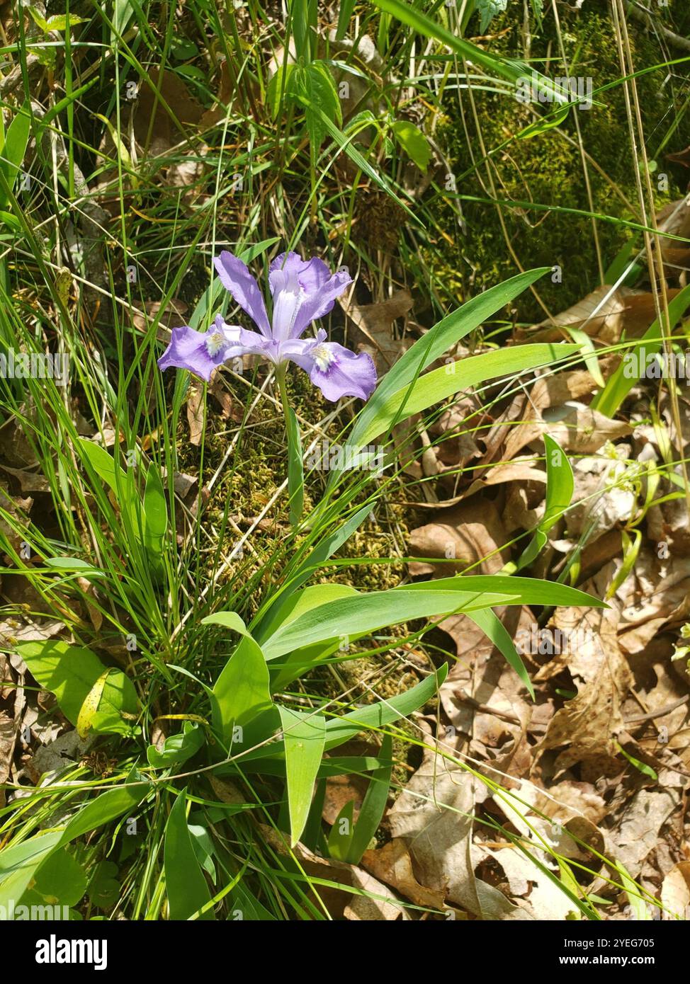 Iris à crête naine (Iris cristata) Banque D'Images