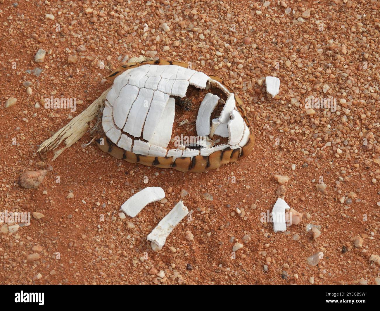 Tortue de tente (Psammobates tentorius) Banque D'Images