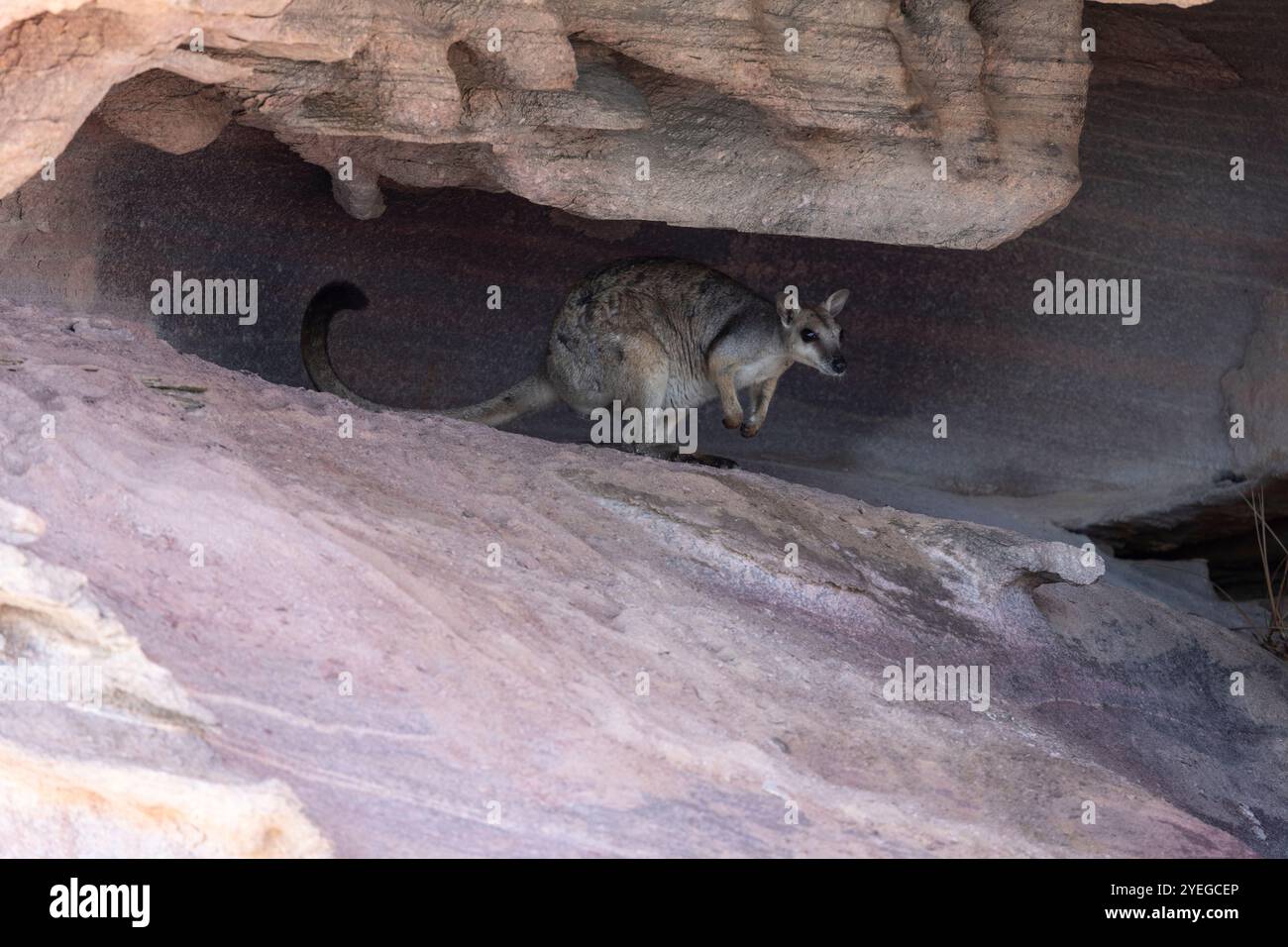 Wallaby rocheux à oreilles courtes (Petrogale brachyotis) dans les Kimberley, Australie occidentale Banque D'Images