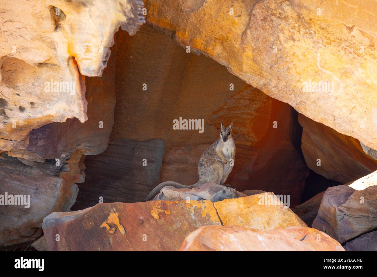 Wallaby rocheux à oreilles courtes (Petrogale brachyotis) dans les Kimberley, Australie occidentale Banque D'Images