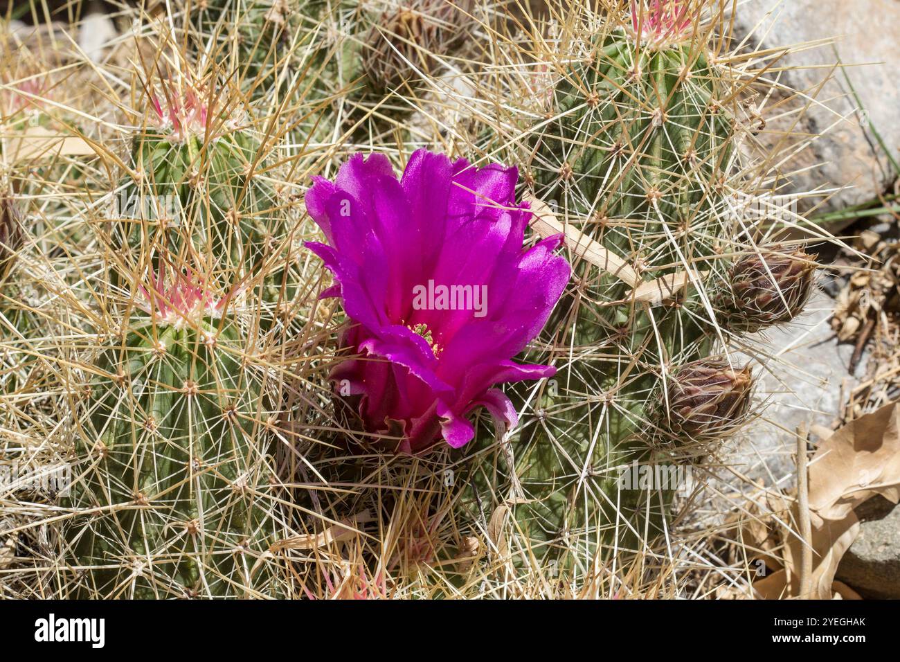 Cactus de hérisson de fraise (Echinocereus stramineus) Banque D'Images