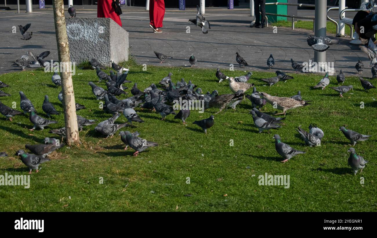 Des passants sur le sentier avec une foule de pigeons et deux mouettes à la recherche de nourriture dans la pelouse près d'Arthur's Quay à Limerick Banque D'Images