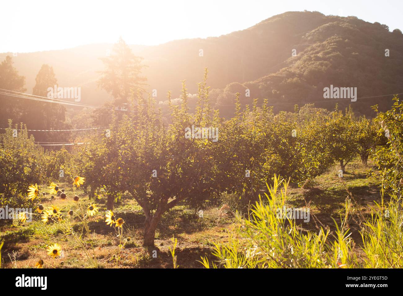 Vue de fin d'automne d'un verger de pommiers à la fin de la saison d'automne d'Oak Glen, Californie, États-Unis. Banque D'Images
