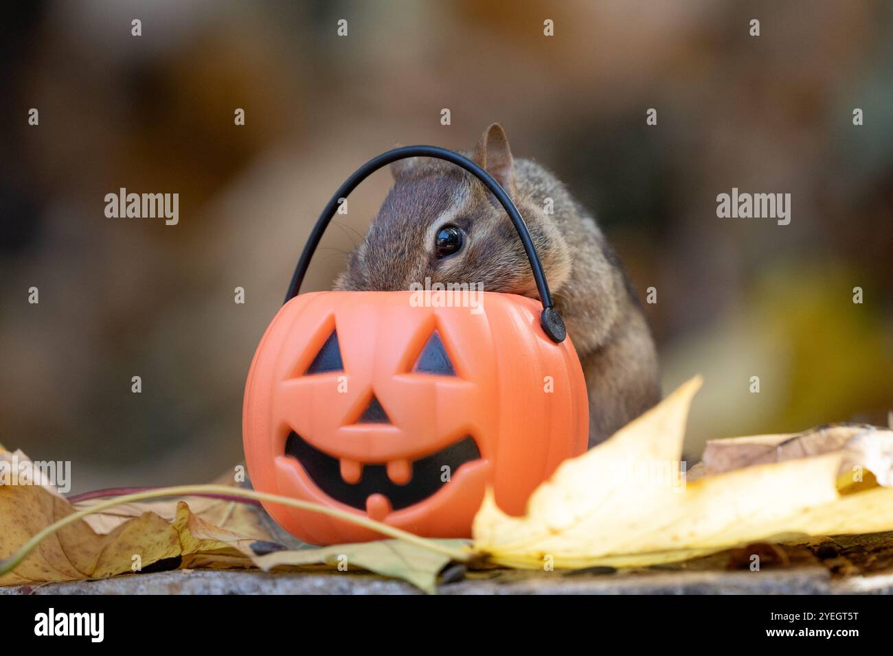 Mignon petit Chipmunk de l'est (Tamias striatus) vérifie le seau de friandises à la citrouille pour les friandises d'Halloween Banque D'Images