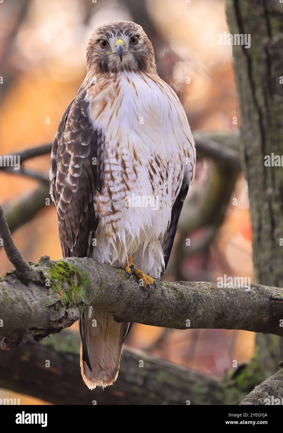 Faucon à queue rouge perché sur une branche d'arbre dans la forêt, Québec, Canada Banque D'Images