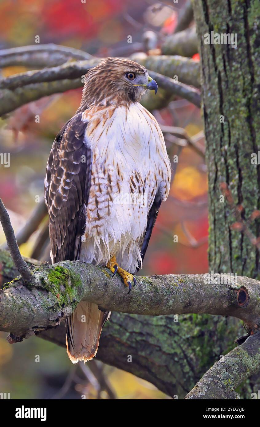 Faucon à queue rouge perché sur une branche d'arbre dans la forêt, Québec, Canada Banque D'Images