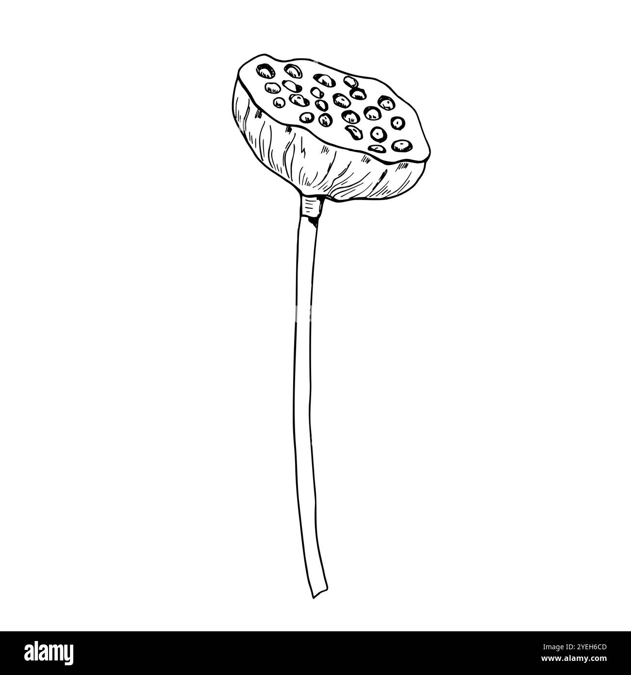 Vecteur de plante de tête de graine de lotus noir et blanc illustration peinte à la main. Gousse de nénuphar aquatique tropicale pleine de noix. Vue latérale. Pour le paquet, floral de Illustration de Vecteur