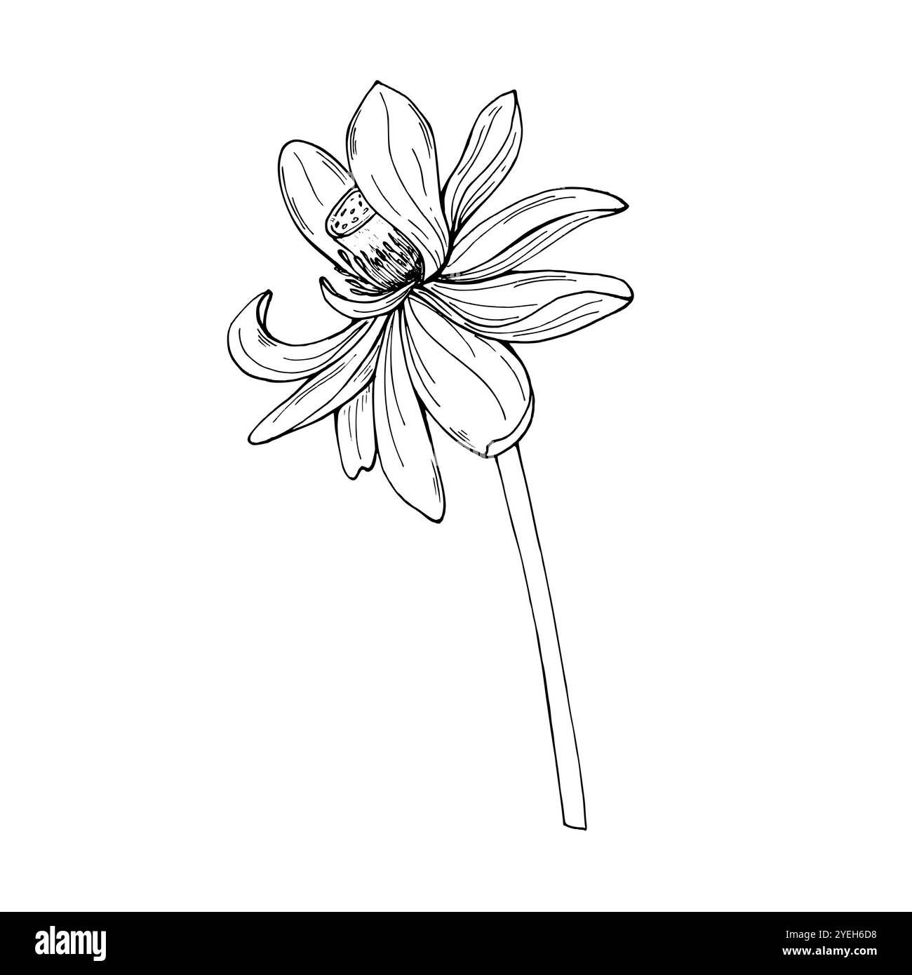 Une fleur de lotus tropical sur illustration vectorielle de tige peinte par des encres noires. Dessin de gravure de nénuphar en fleurs avec de grands pétales. Pour tatouage Illustration de Vecteur