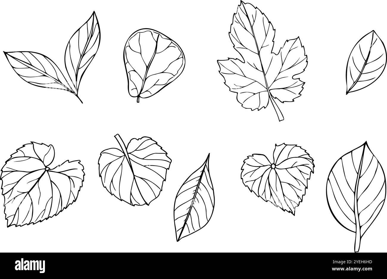 Ensemble de feuilles tropicales vecteur illustration isolée peinte par des encres noires. Feuillage de Dieffenbachia, Ficus, calathea, syngonium, ctenanta Illustration de Vecteur Ensemble de feuilles tropicales vecteur illustration isolée peinte par des encres noires. Feuillage de Dieffenbachia, Ficus, calathea, syngonium, ctenanta Illustration de Vecteur