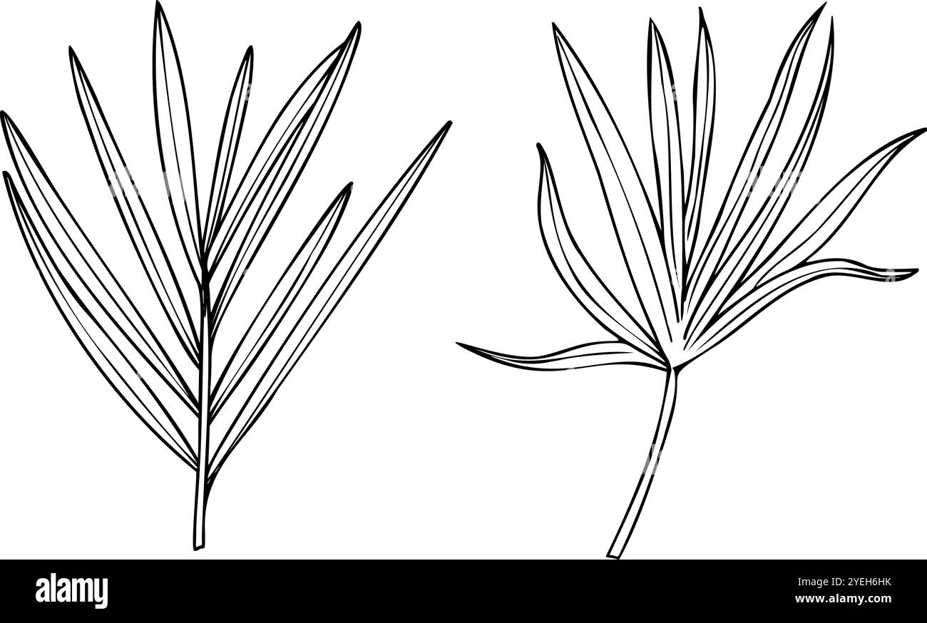 Vector Areca Palm laisse illustration graphique réaliste d'esquisse. Silhouette de feuille dypsis monochrome tropicale. Elément de plante d'intérieur pour impressions, paquet Illustration de Vecteur