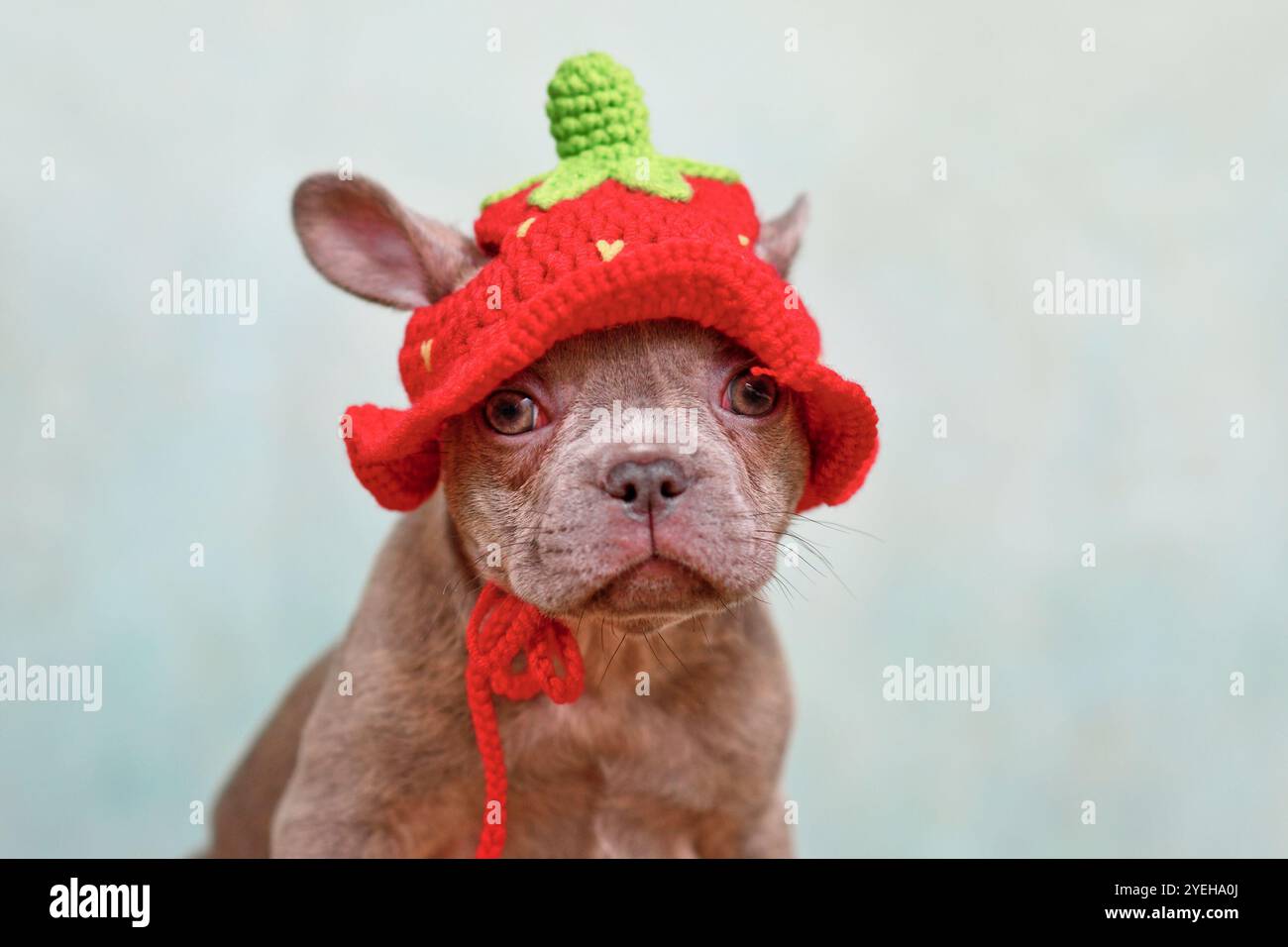 Jeune chiot bouledogue français Brindle de lilas avec chapeau de fraise tricoté Banque D'Images