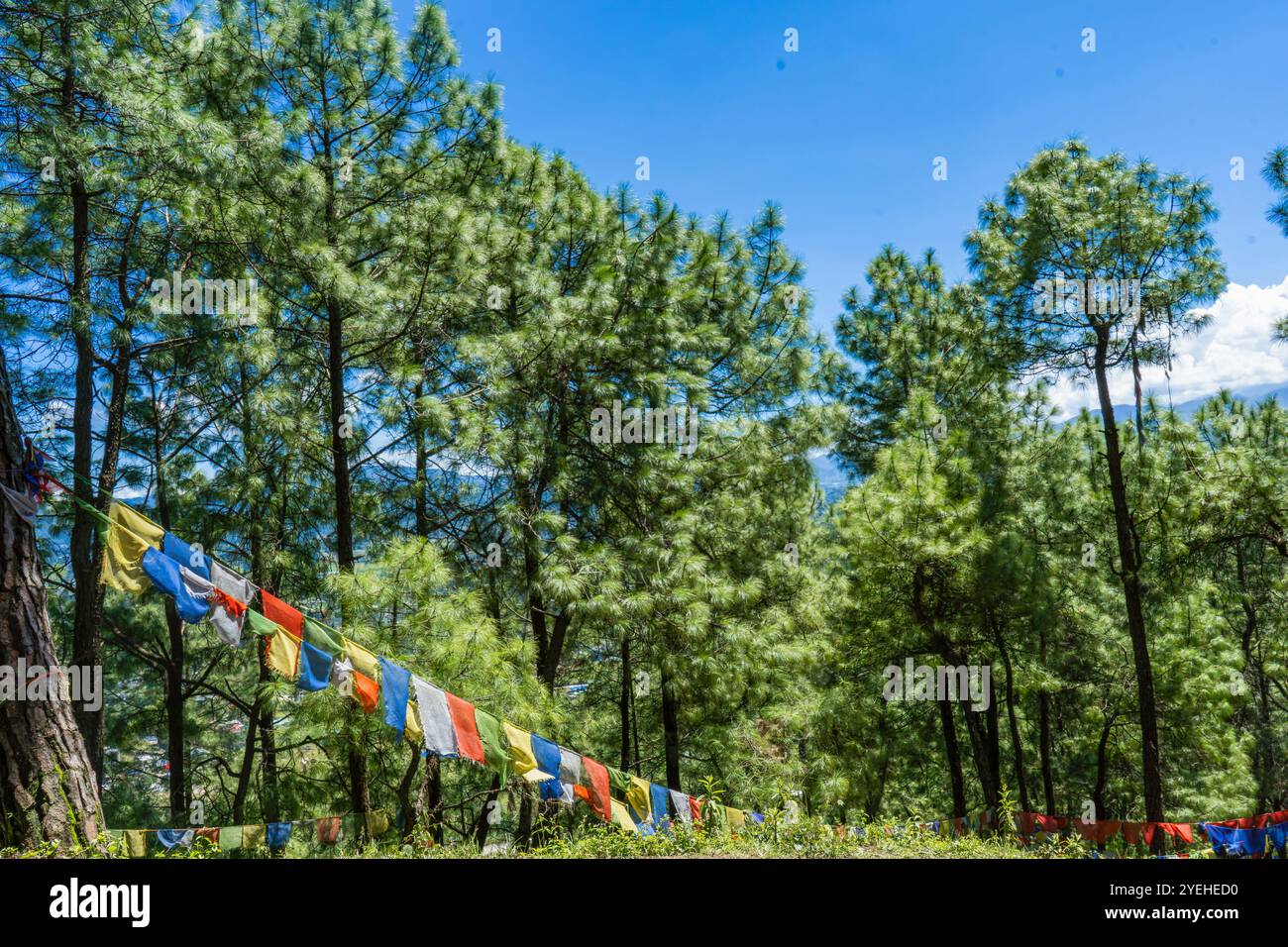 Randonnée dans le parc national Shivapuri de Katmandou Népal paysages de flore naturelle de Tarebhir avec chèvres et troupeau dans lointain Banque D'Images