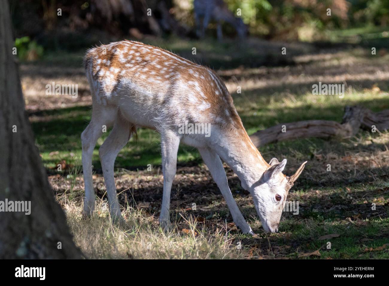 Pâturage de cerfs en jachère (Dama dama). Angleterre, Royaume-Uni Banque D'Images