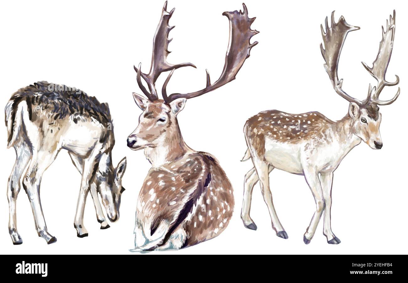 Set d'illustration de cerf - illustrations animales numériques dessinées à la main Banque D'Images