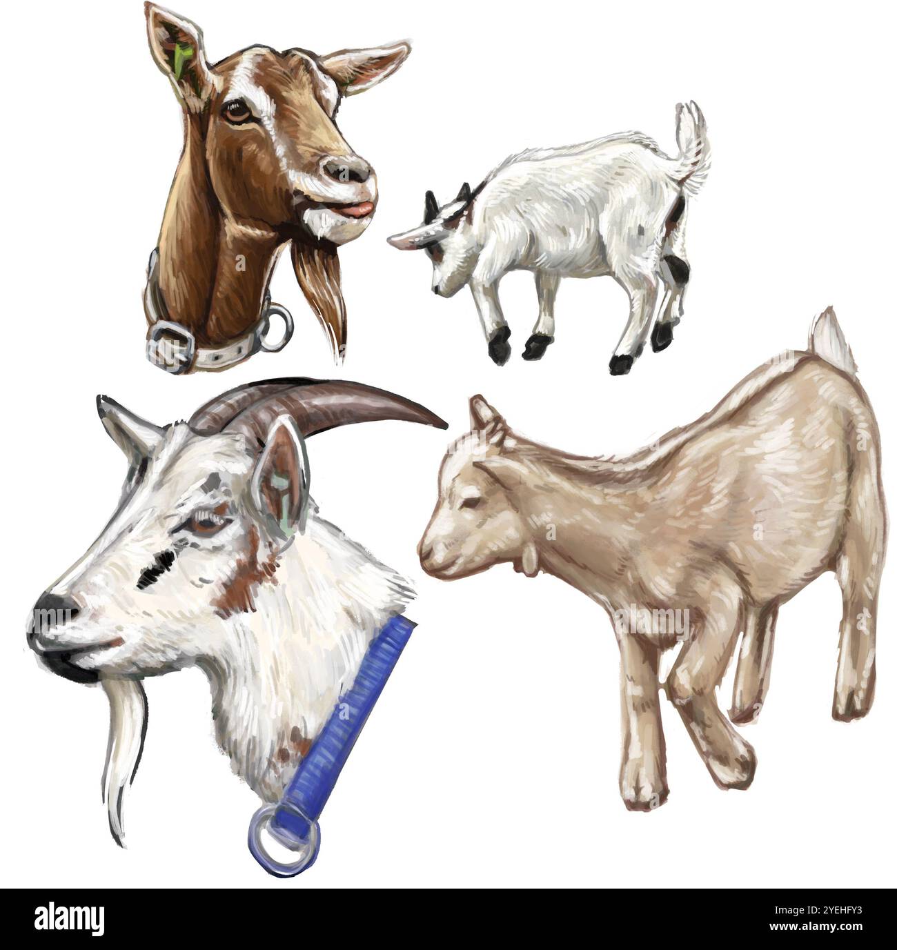 Ensemble d'illustration de chèvres - illustrations animales numériques dessinées à la main Banque D'Images