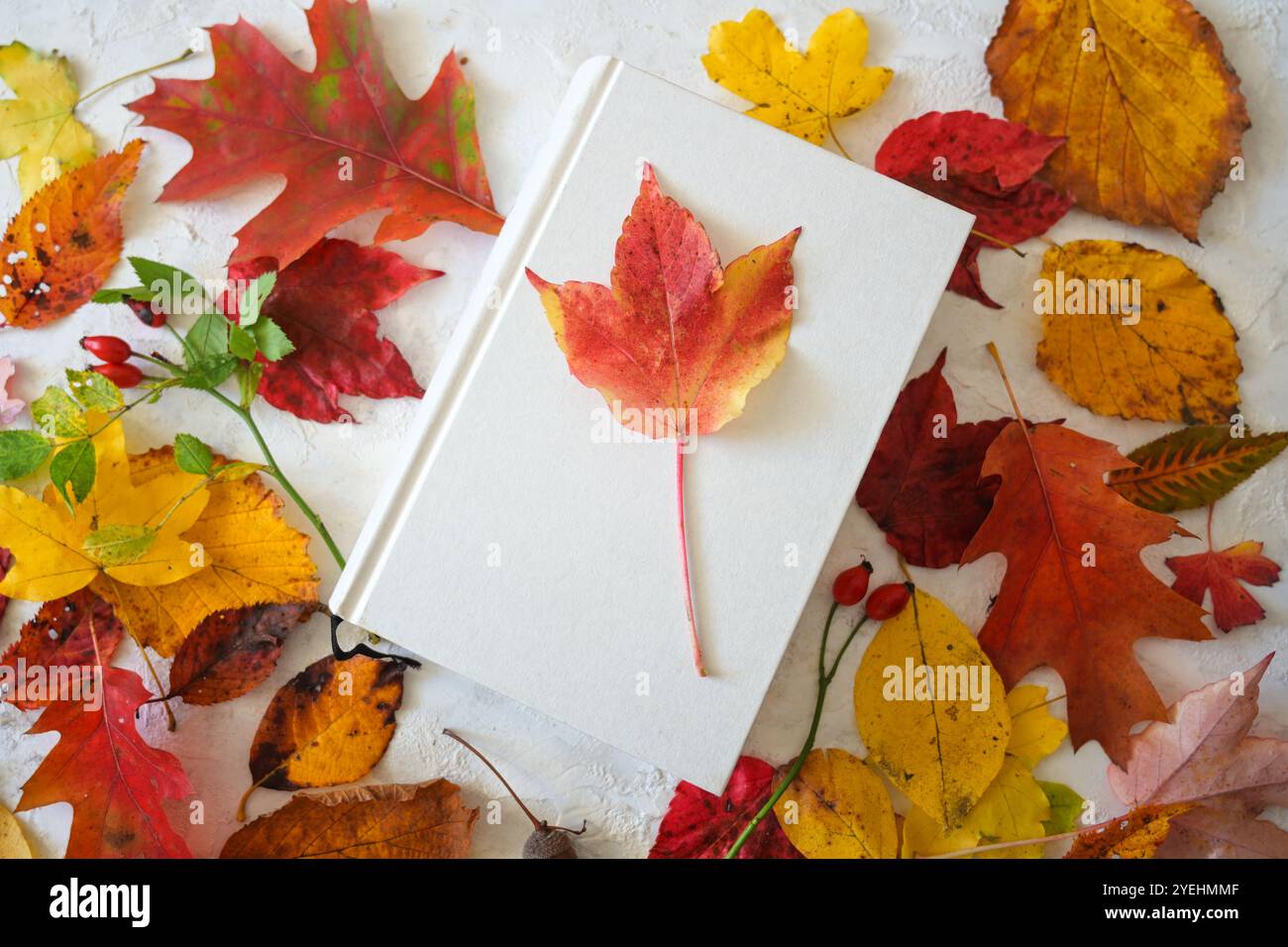 Livre blanc avec une feuille rouge parmi le feuillage d'automne coloré, concept pour l'automne est le temps de lecture, vue de dessus d'en haut, espace de copie, focus sélectionné Banque D'Images