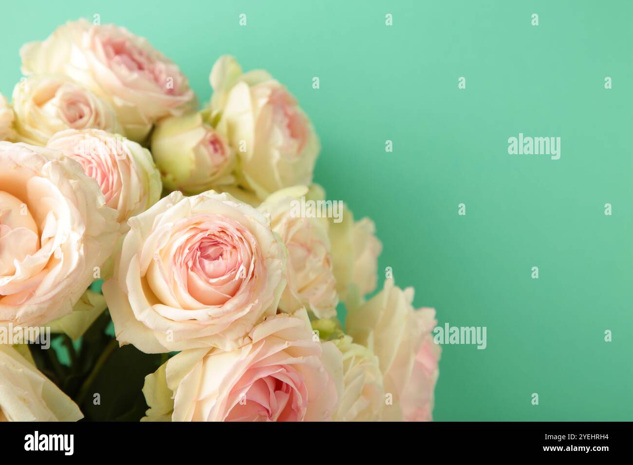 Bouquet de roses blanches douces sur fond de menthe. Nature morte florale avec des roses. Vue de dessus Banque D'Images