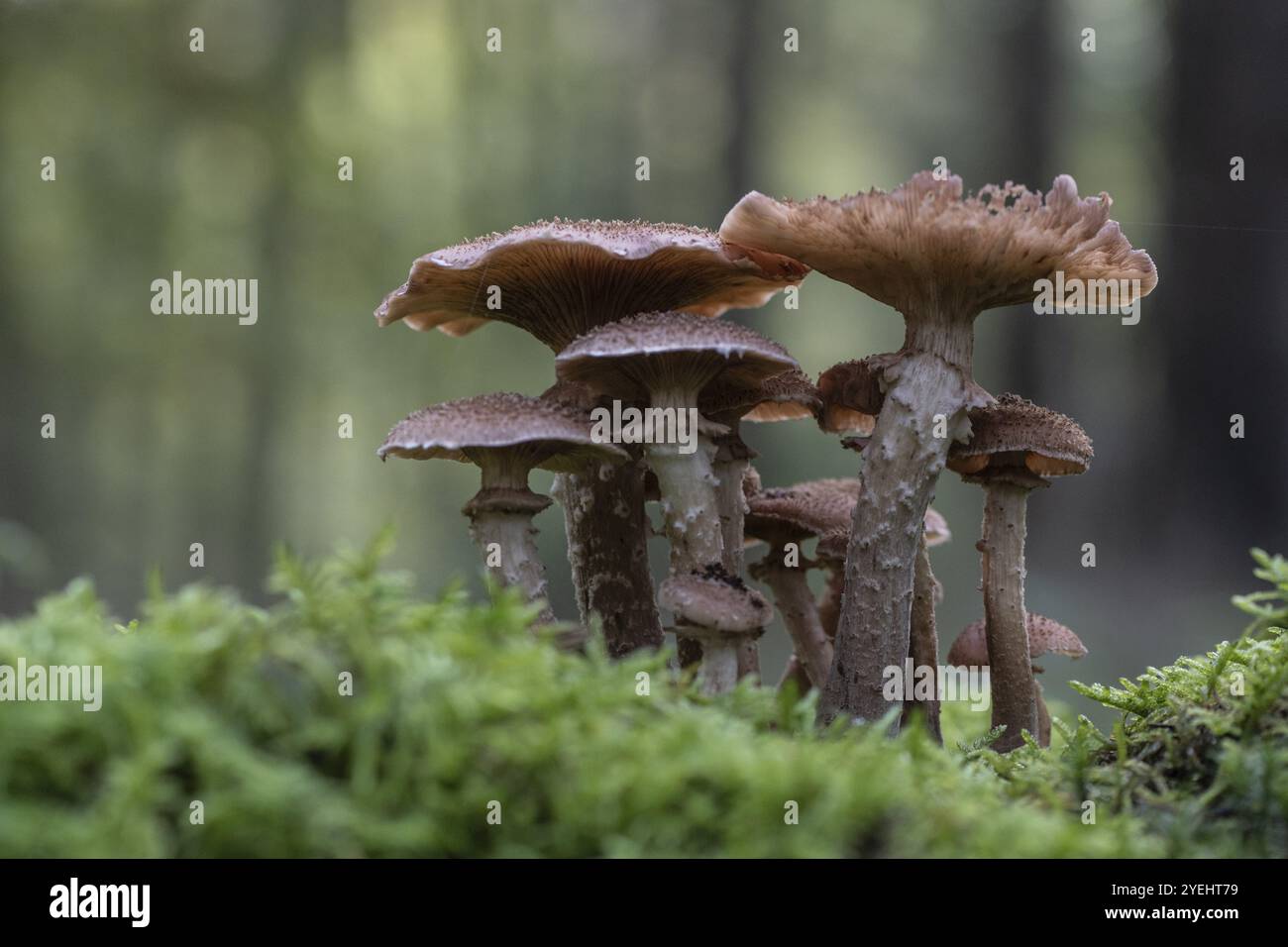 Armillaria polymyces (Armillaria ostoyae), Emsland, basse-Saxe, Allemagne, Europe Banque D'Images
