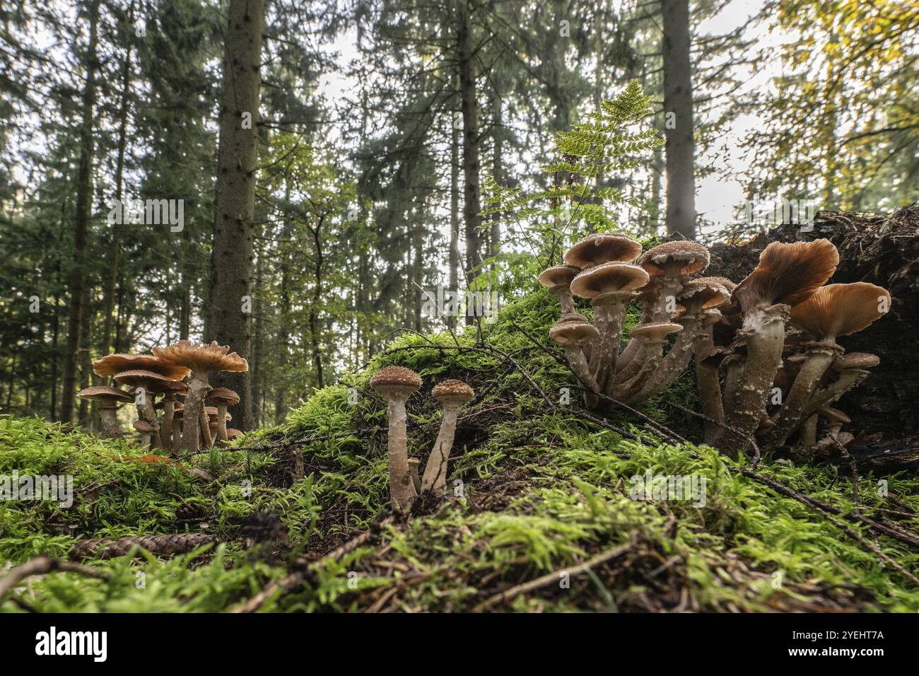 Armillaria polymyces (Armillaria ostoyae), Emsland, basse-Saxe, Allemagne, Europe Banque D'Images