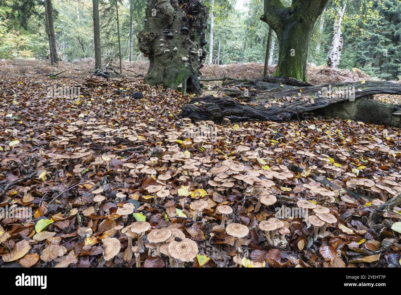 Armillaria polymyces (Armillaria ostoyae), Emsland, basse-Saxe, Allemagne, Europe Banque D'Images