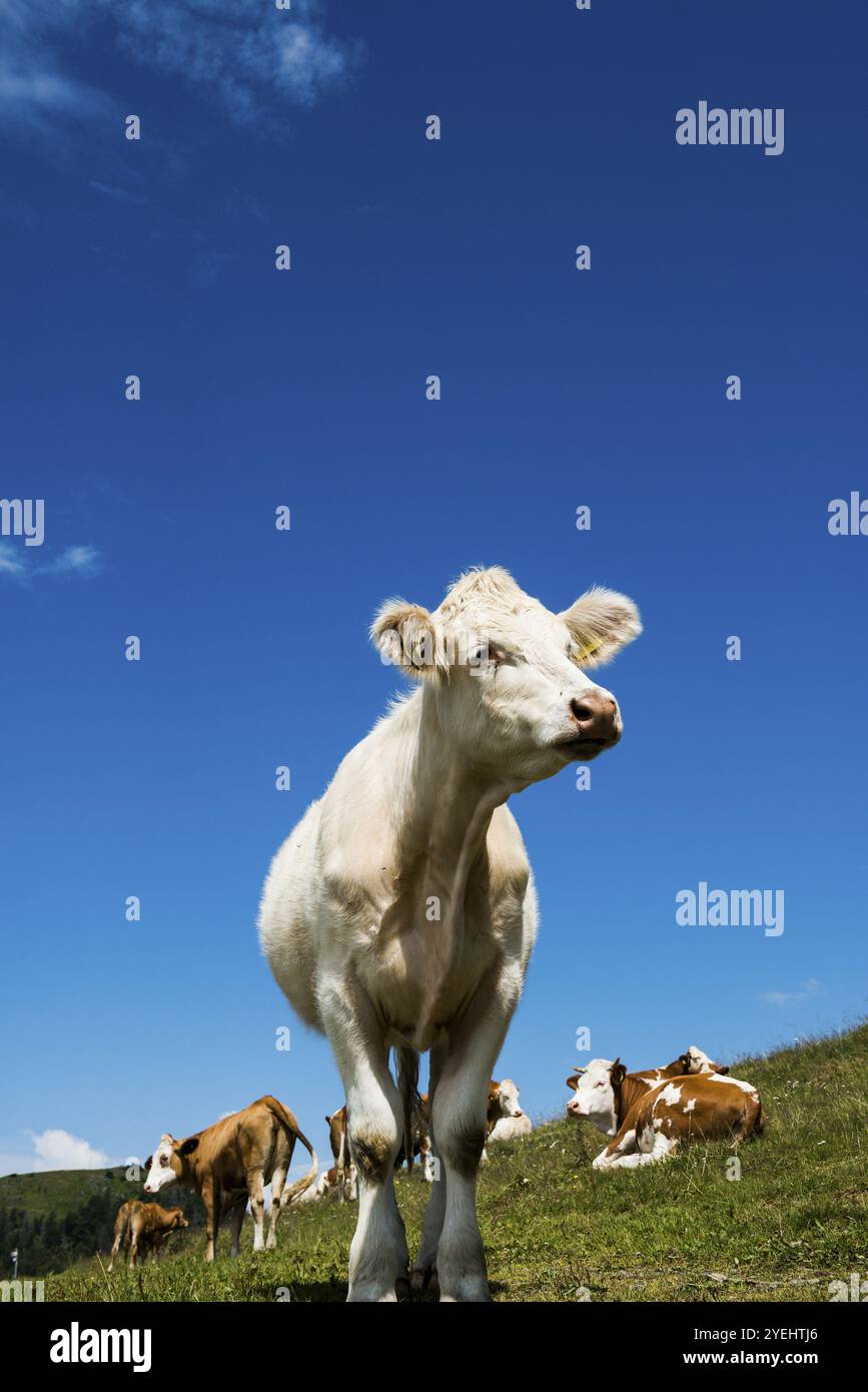 Vaches laitières devant un ciel bleu, Herzogenhorn, Forêt Noire du Sud, Forêt Noire, Allemagne, Europe Banque D'Images