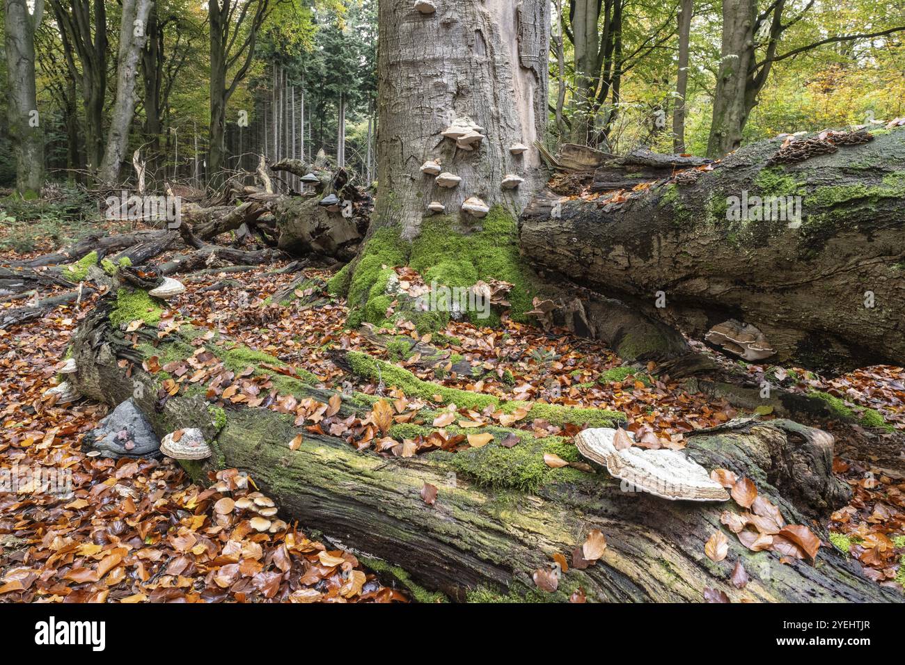 Champignon Tinder (Fomes fomentarius) sur bois mort de hêtre, Emsland, basse-Saxe, Allemagne, Europe Banque D'Images