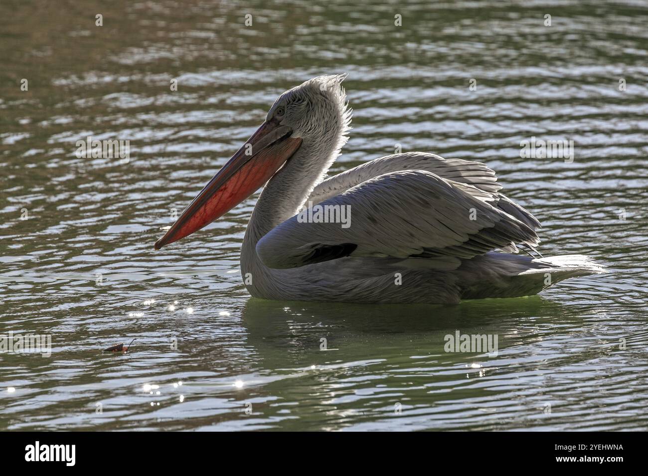 Pelican (Pelecanidae, Pelecanus), nage dans l'eau, captif, Allemagne, Europe Banque D'Images