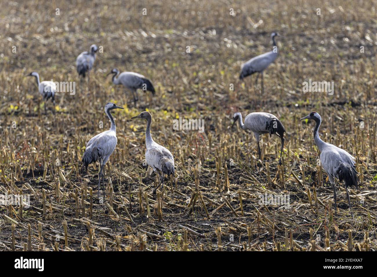 Grues debout dans un champ automnal, une atmosphère calme prévaut, grue (Grus grus) faune, parc national de la lagune de Poméranie occidentale, Zingst, Mecklenb Banque D'Images